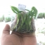 กล้วยน้ำว้าปากช่อง50 เพาะเนื้อเยื่อ ต้นละ 12 บาท