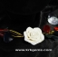 PURE WHITE ROSE HANDMADE CLAY NECKLACE BRACELET EARRING RING SET