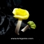 YELLOW ROSE HANDMADE CLAY NECKLACE BRACELET EARRING RING SET