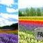 Hokkaido.ฟินส์เวอร์ ซัปโปโร โอตารุ โทยะ ฟูราโน่ ลาเวนเดอร์ บิเอะ 5วัน 3คืน มิ.ย.-ต.ค.61